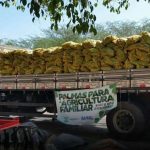 palmas